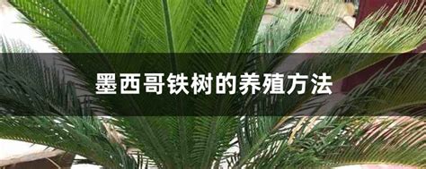 墨西哥鐵樹開花|墨西哥铁树的养殖方法和注意事项